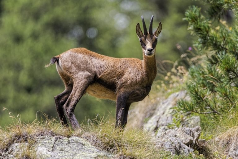 Capra neagră din Carpați – ghid de observare Capra neagră din Carpați – ghid de observare