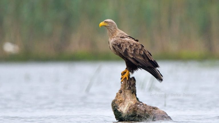 Vulturul codalb pe Canalul Crișan – Caraorman Vulturul codalb pe Canalul Crișan – Caraorman